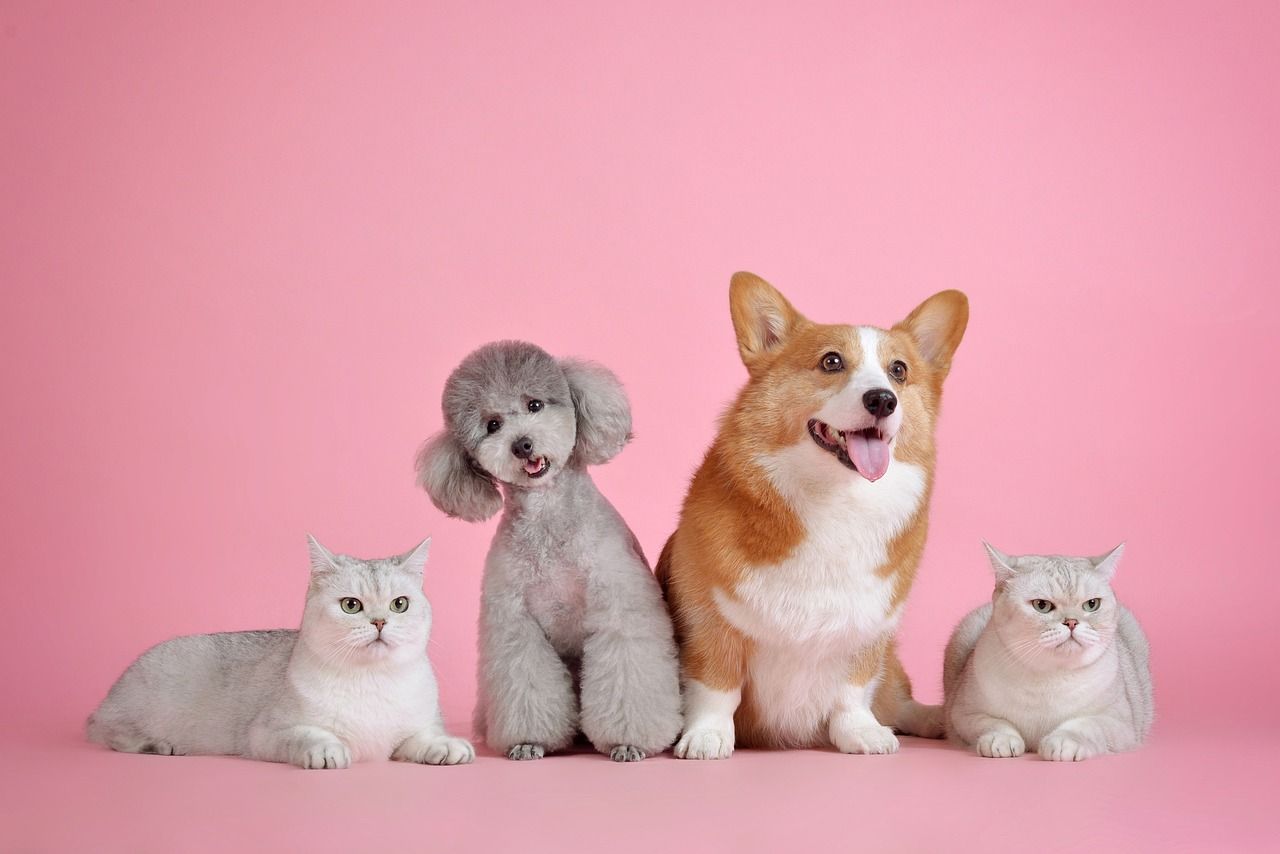 My Pet's