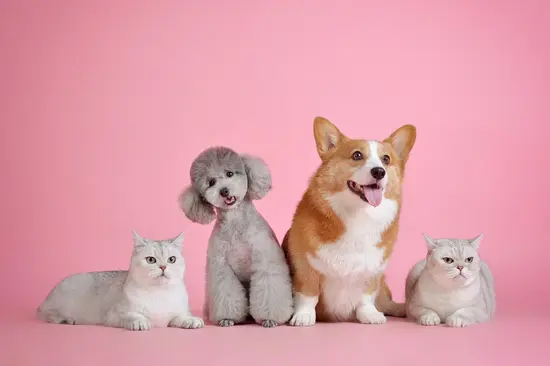 My Pet's