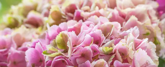 Flors & GO!