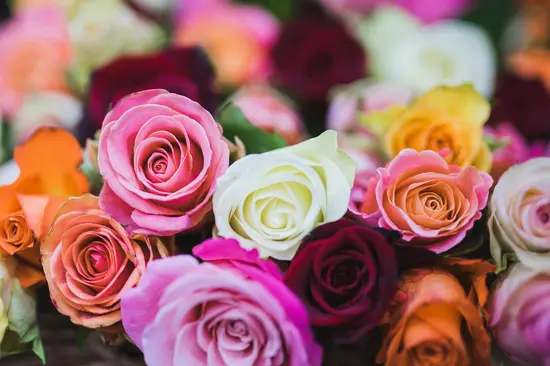Flora