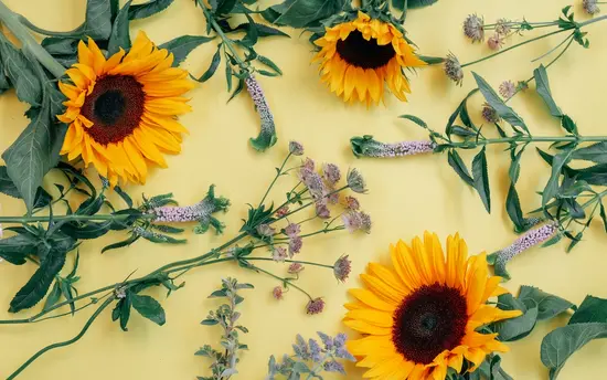 Bourguignon Floristas