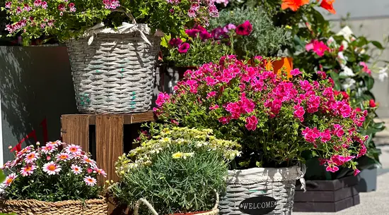 Sarria Flors