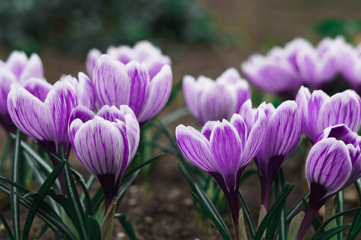 Piante e Fiori