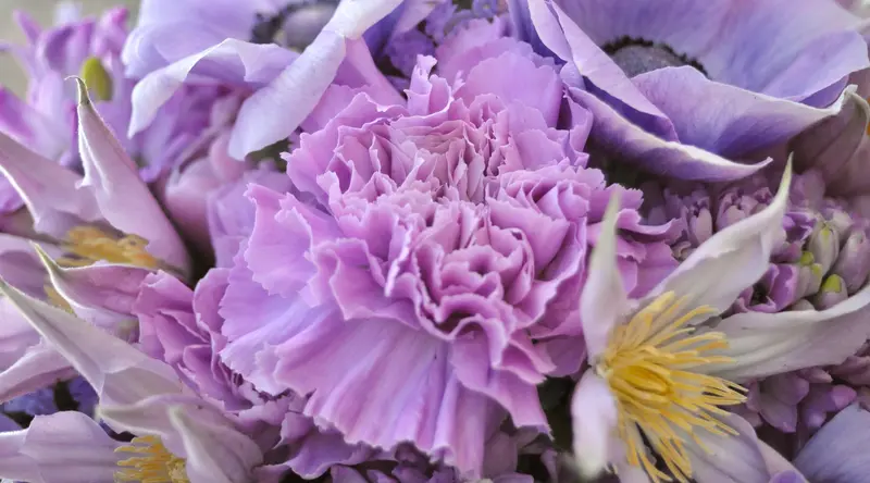 Floraria Iris - Florari din 1970