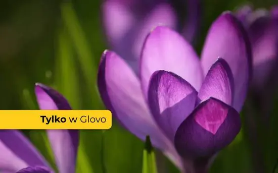 Krokusik – Kwiaciarnia pod Wieżą