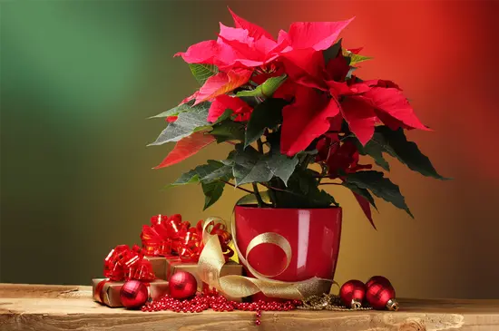 Fiori e piante Città Studi