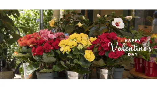 Les Fleurs D'Antoine