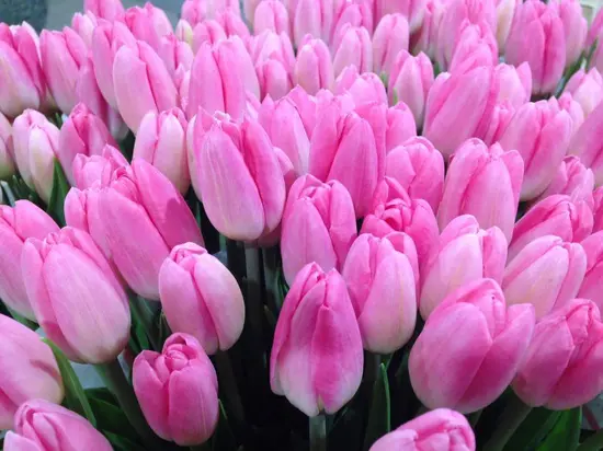 I Fiori Di Carla Balduina