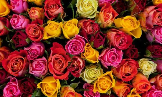 Floristería San Valentín Rosistirem