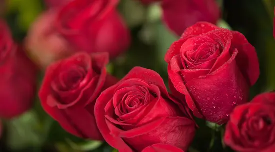Floristería Morris