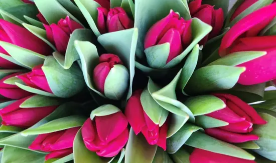 Cvećara Igor Master Florist