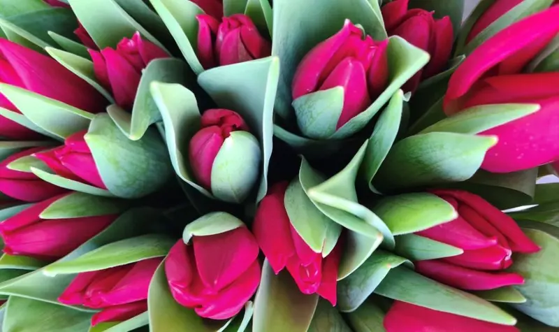 Cvećara Igor Master Florist