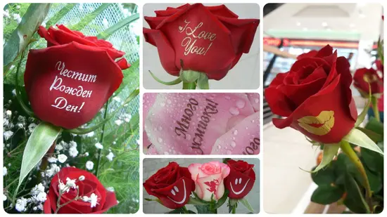 Писма от Рози - БГРОЗА