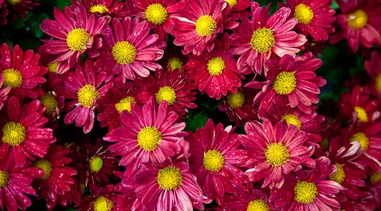 Arlett Artesanía Floral