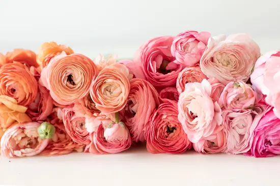 Amaryflower