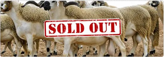 Moutons Express