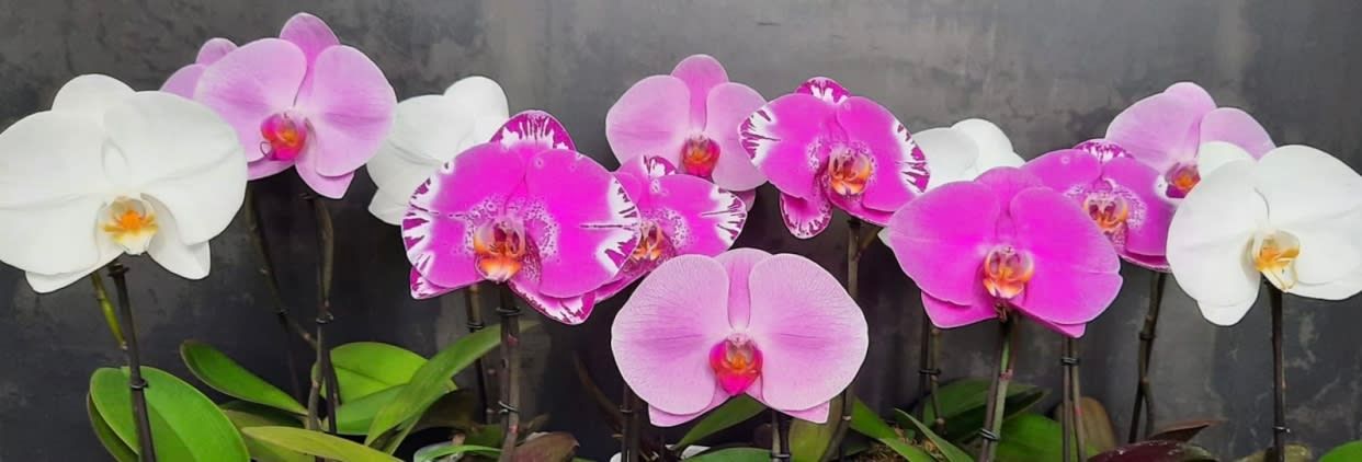 Orchideemilano.it per Fondazione F.Rava