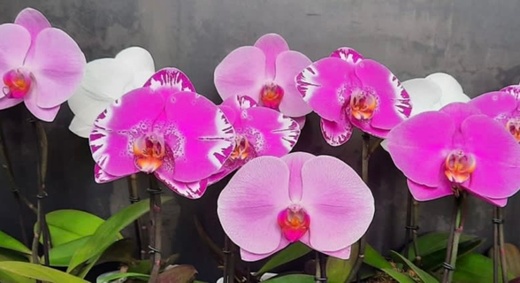 Orchideemilano.it per Fondazione F.Rava