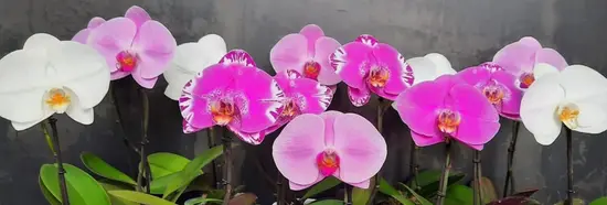 Orchideemilano.it per Fondazione F.Rava