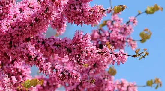 Amor En Flor