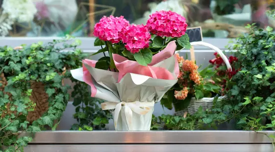 Floristería El Jardín De Paula