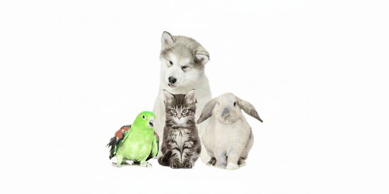 World in Zoo Vorontsovze