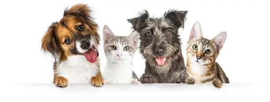 Canine Biosciences Pets