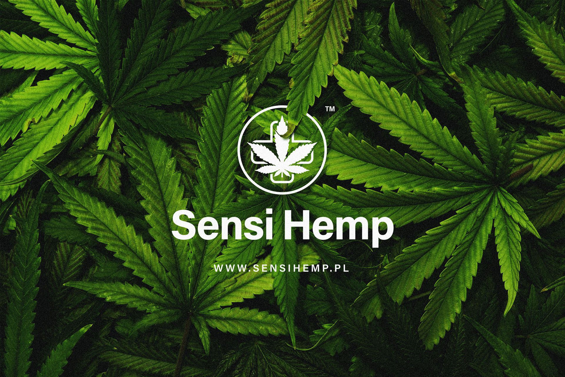 Sensi Hemp Gdynia