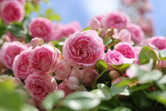 Antiche Fiorerie Imbiscuso