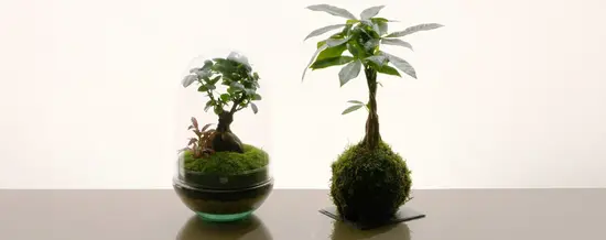 Omotesando Plants