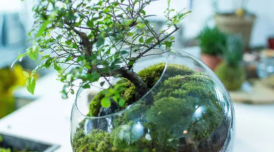 Floristería Pretele