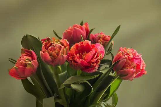 Fiori di Ka.Sa.