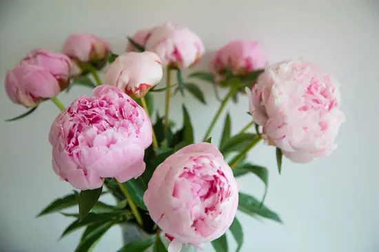 I Fiori di Via Mascagni