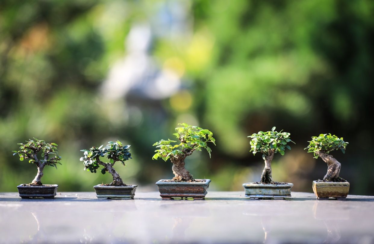 TIENDA BONSAI BARCELONA