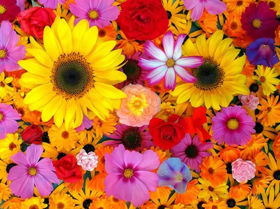 M & O Fiori e Piante