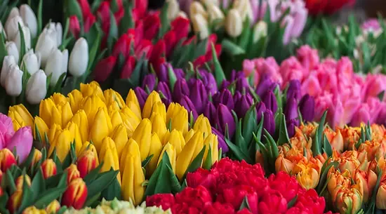 Floristería La Celma Barcelona