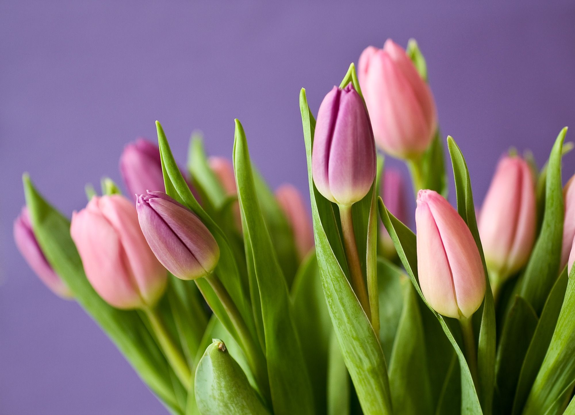 Floristería Bilbao Gandarias