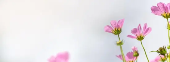 Flower Boom