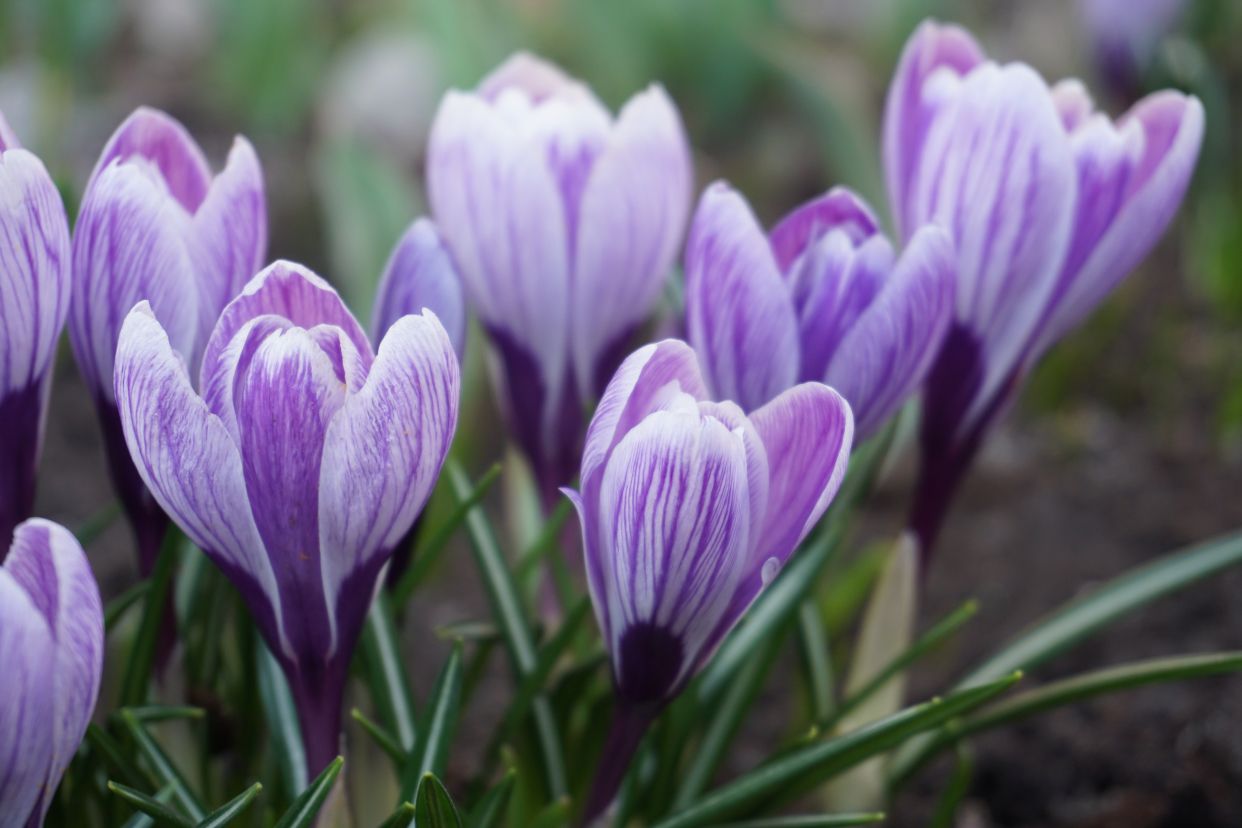 Fiori E Fantasia