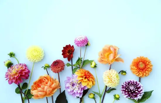 Urban Flowers Free Art