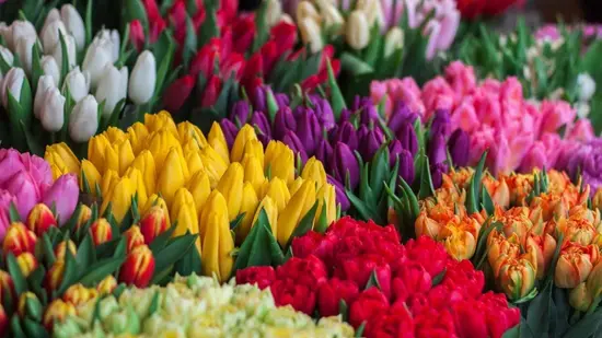 Flower's World