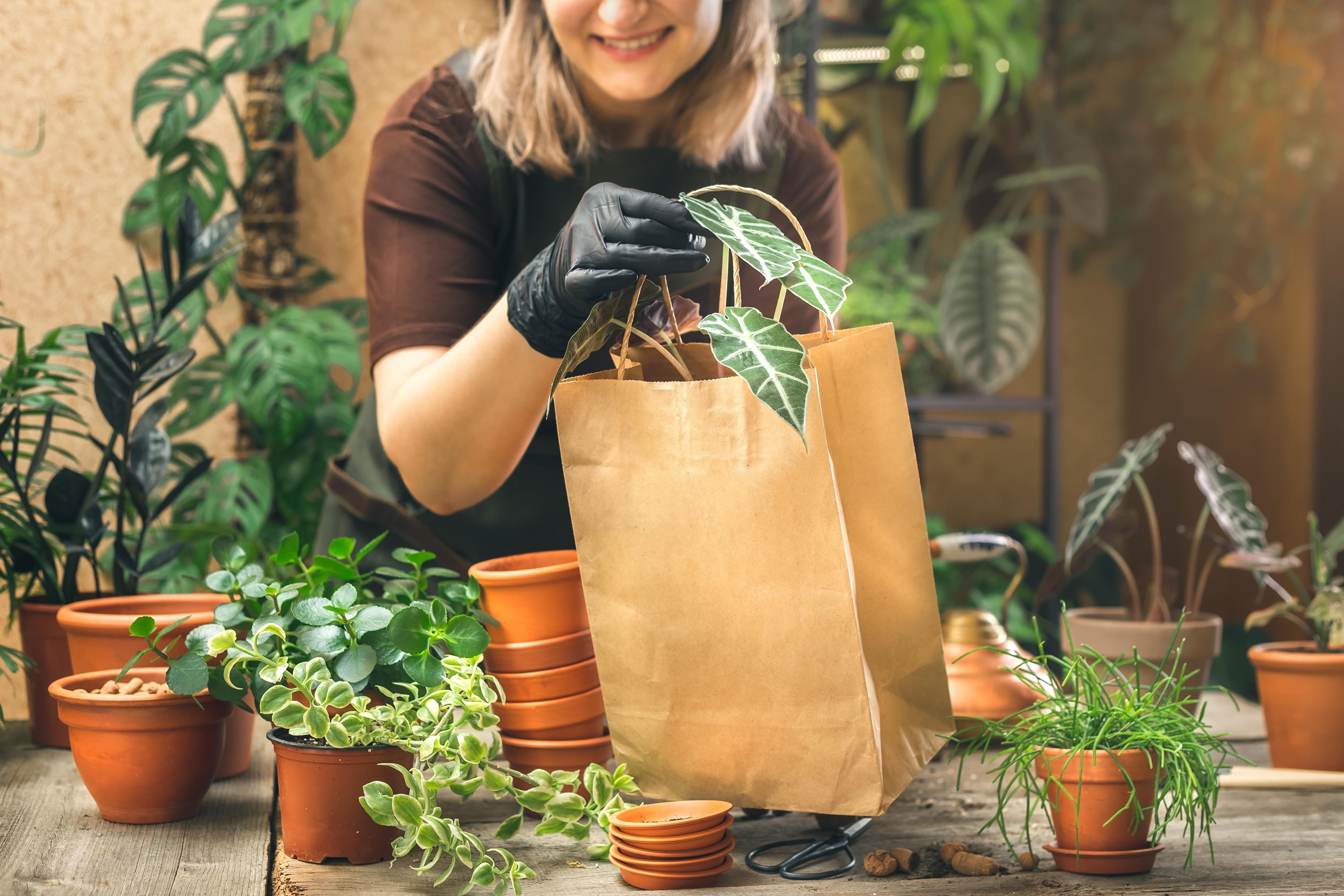 Woman packing houseplants into bags