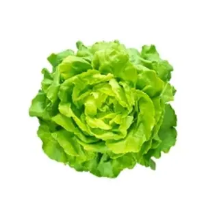 Lechuga