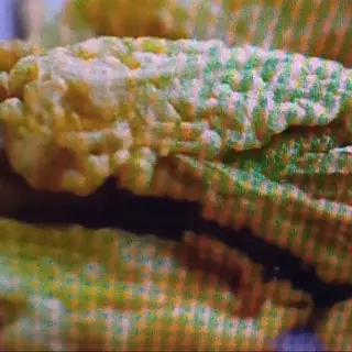 Fiori di zucca