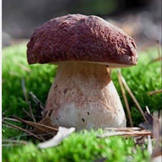 Porcini