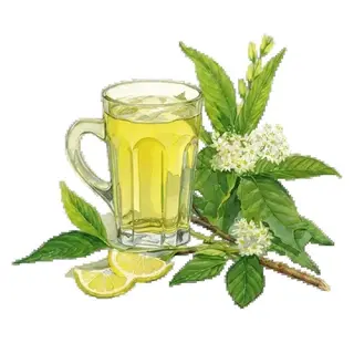 Verveine