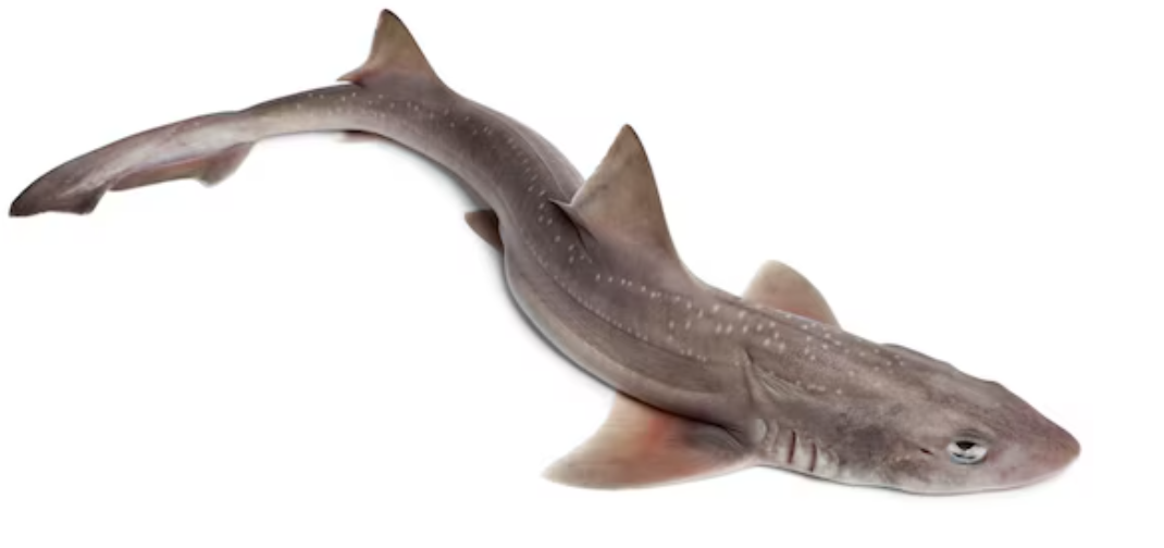 Poisson Farkhe, 1 kg
