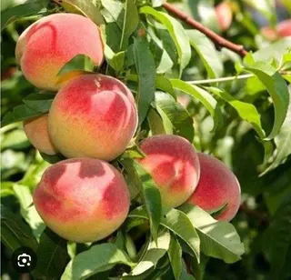 Piersici albe, 1 kg