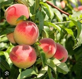 Piersici albe, 1 kg