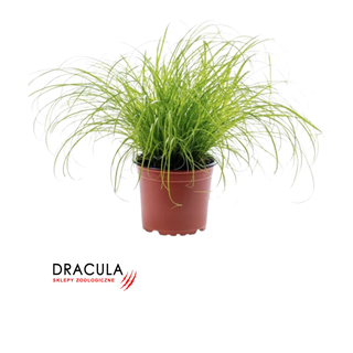 Trawa dla kota Papirus (Cyperus Zumula)